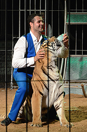 zu den Höhepunkten gehört der Umgang des Tierlehrers Robanao Kübler mit seinen Tigern (©Foto: Circus Voyage)
